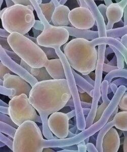 candida